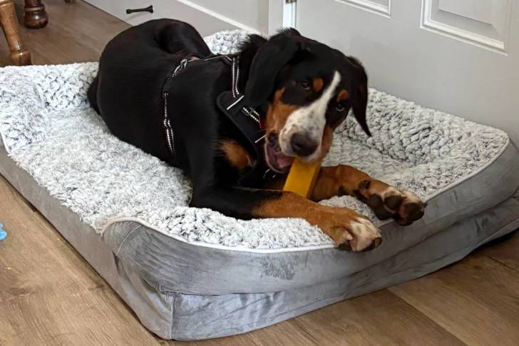 Un Bouvier d'Appenzell allongé dans un panier et portant un harnais 