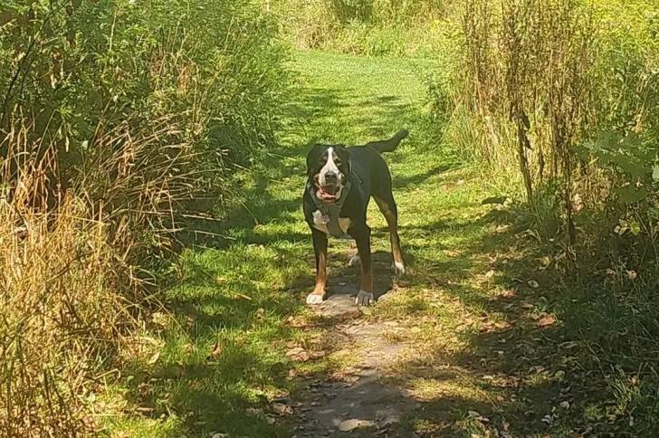 Un Bouvier d'Appenzell sur un terrain herbeux et portant un harnais  