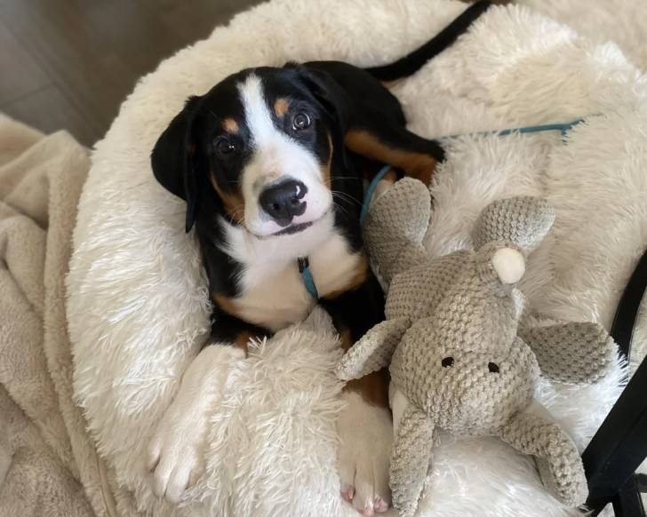 Un Bouvier d’Appenzell allongé dans un panier et qui est tenu en laisse 