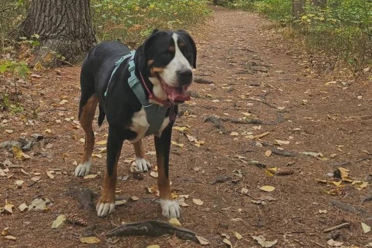 Un Bouvier d'Appenzell sur un terrain herbeux et portant un harnais 