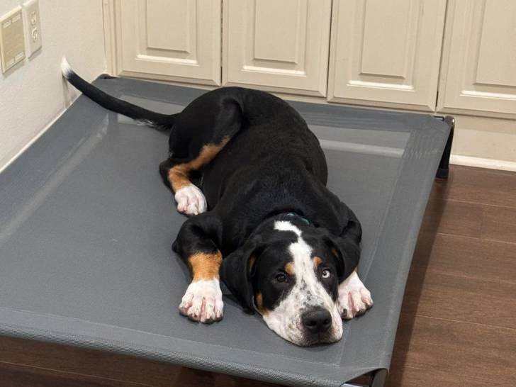 Un Bouvier d’Appenzell allongé sur un lit pour chien 