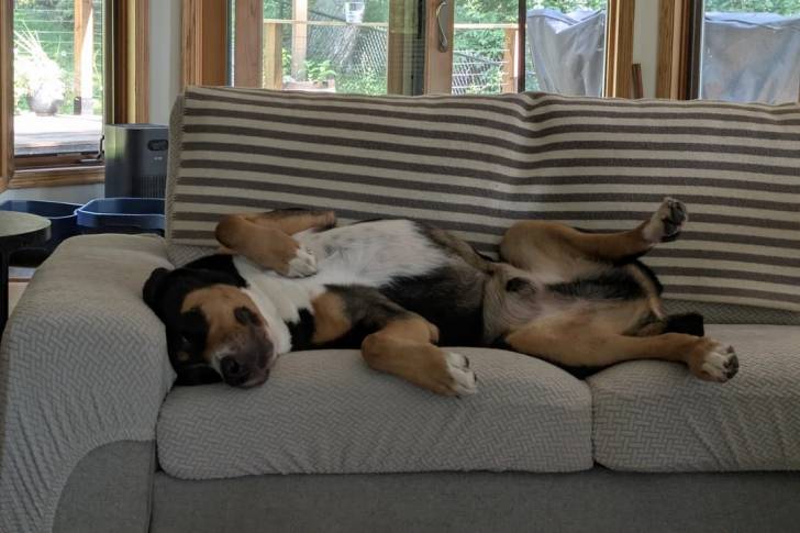 Un Bouvier d'Appenzell allongé sur un canapé et semblant détendu 