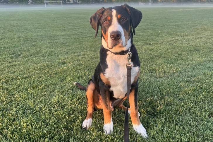 Un Bouvier d'Appenzell assis sur un terrain herbeux et qui est tenu en laisse 