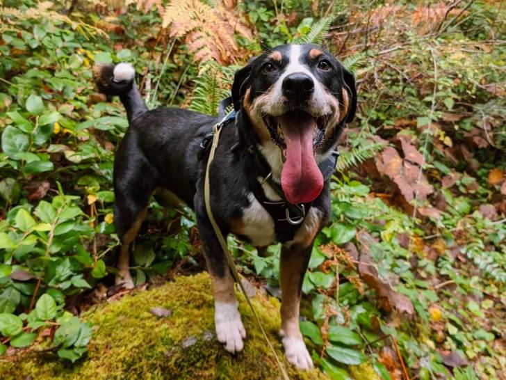 Un Bouvier d’Appenzell sur une surface herbacée et ayant la langue pendante