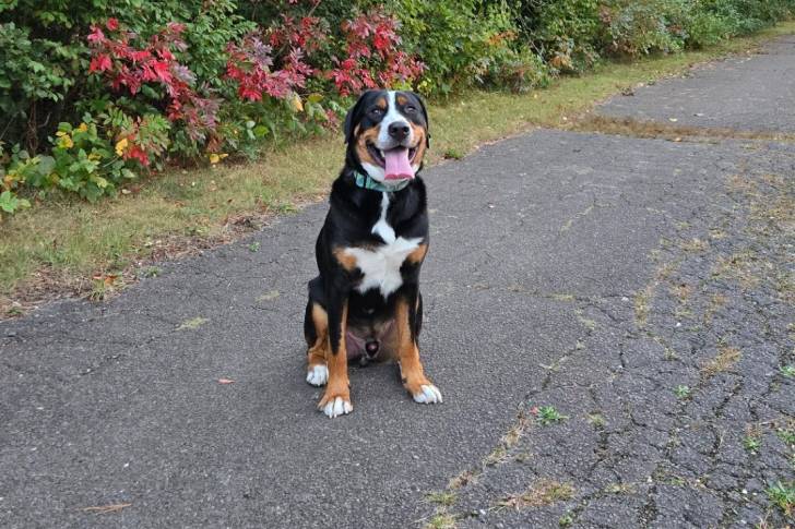 Un Bouvier d'Appenzell assis sur une surface bitumée et portant un collier autour du cou