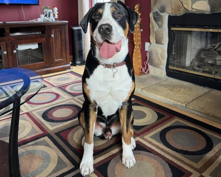 Un Bouvier d’Appenzell assis sur un tapis et tirant la langue 