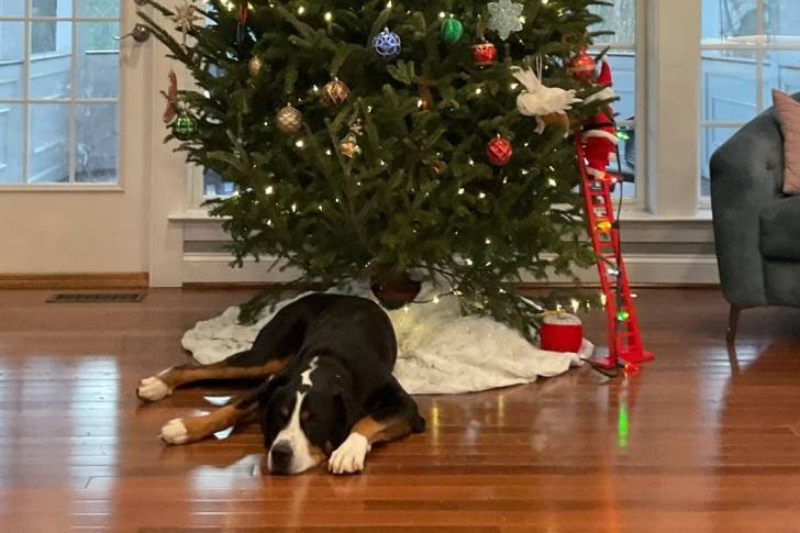 Un Bouvier d'Appenzell allongé sur un plancher 