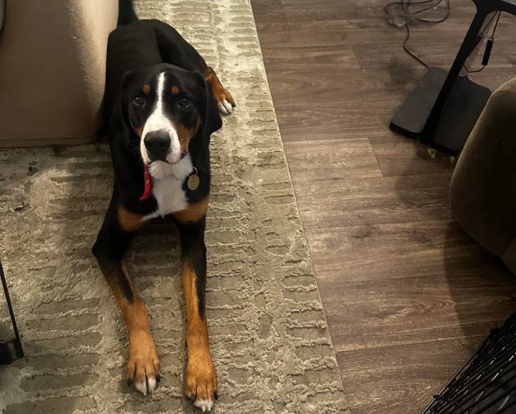 Un Bouvier d’Appenzell allongé sur un tapis et portant un collier autour du cou