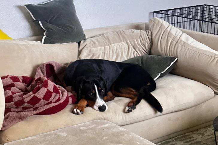 Un Bouvier d'Appenzell allongé sur un canapé et regardant vers la caméra 