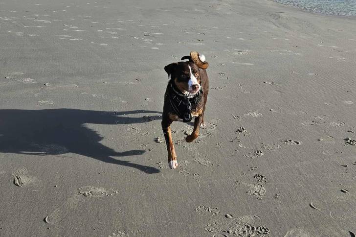 Un Bouvier d'Appenzell courant sur un terrin herbeux