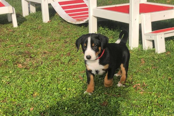 Un chiot Bouvier d'Appenzell marchant sur une surface herbacée 