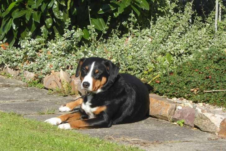 Un Bouvier d'Appenzell allongé et regardant vers la caméra