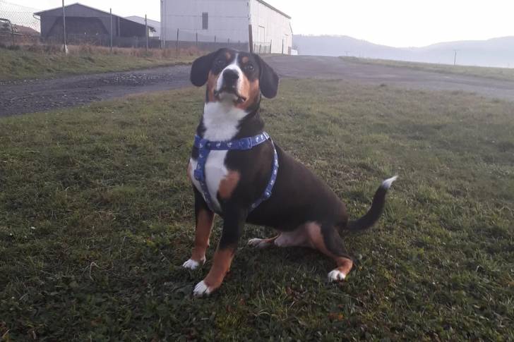 Un Bouvier de l'Entlebuch assis sur une surface herbacée et portant un harnais 