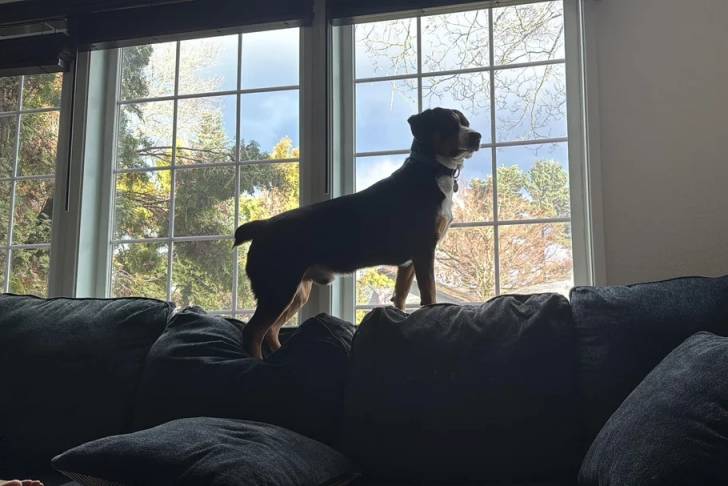 Un Bouvier de l'Entlebuch sur un canapé et portant un collier autour du cou