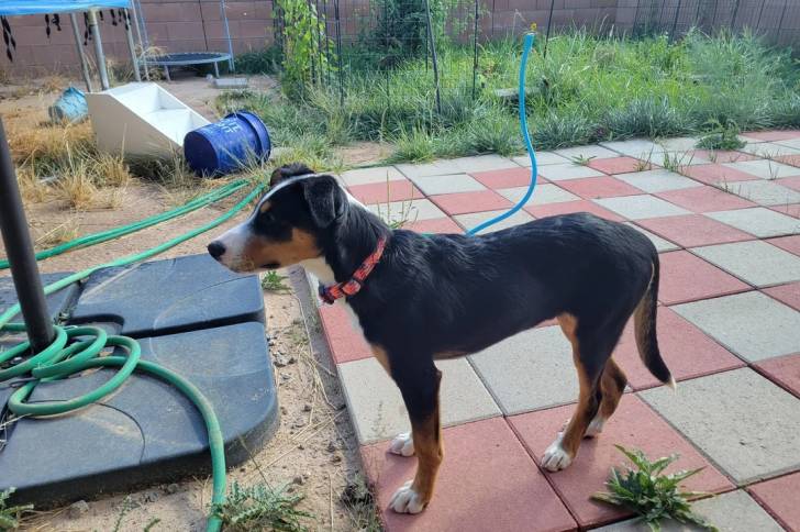 Un Bouvier de l'Entlebuch sur un sol pavé et portant un collier autour du cou