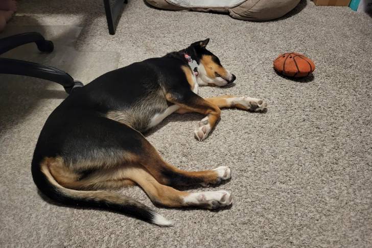 Un Bouvier de l'Entlebuch allongé sur une moquette et portant un collier autour du cou