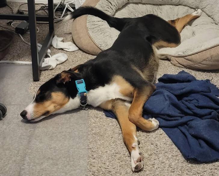 Un Bouvier de l'Entlebuch allongé sur une moquette et portant un collier autour du cou