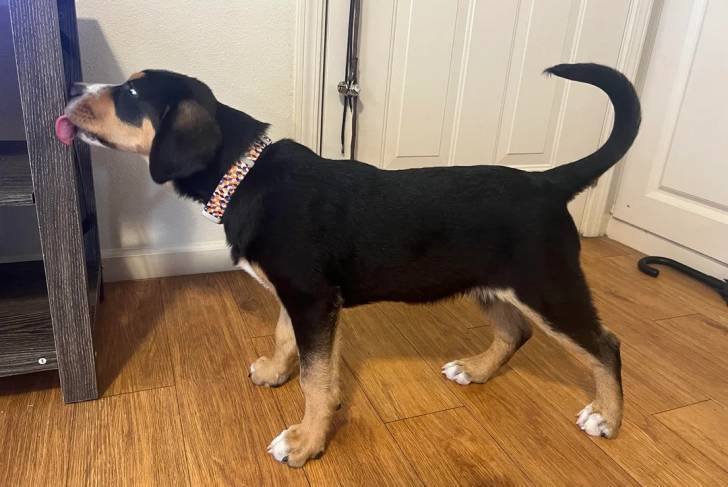 Un Bouvier de l'Entlebuch sur un plancher et portant un collier autour du cou
