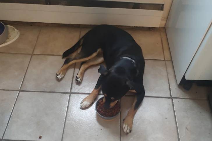 Un Bouvier de l'Entlebuch allongé sur un sol carrelé et mangeant dans sa gamelle