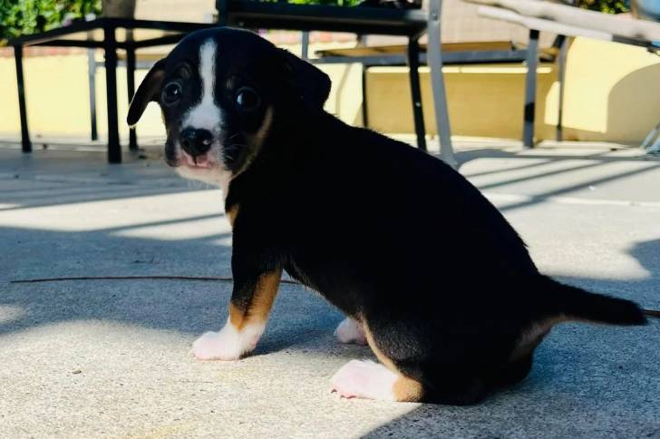 Un chiot Bouvier de l'Entlebuch assis sur une surface bétonnée 