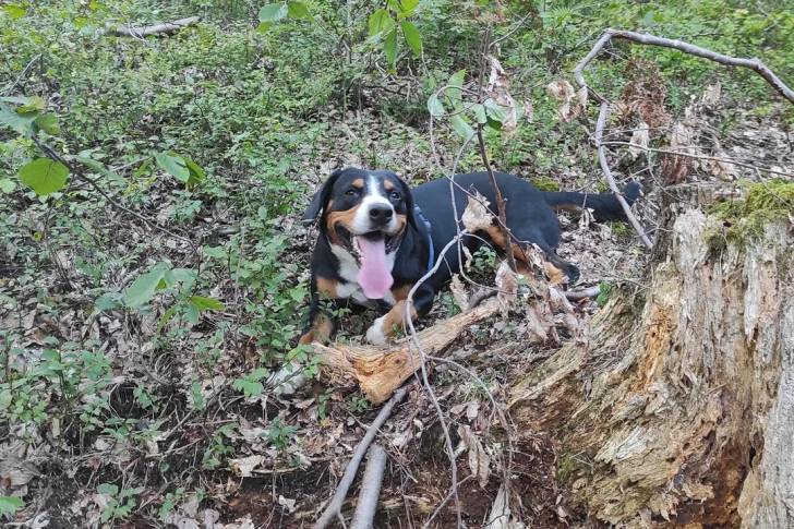Un Bouvier de l'Entlebuch ayant la langue et portant un harnais 
