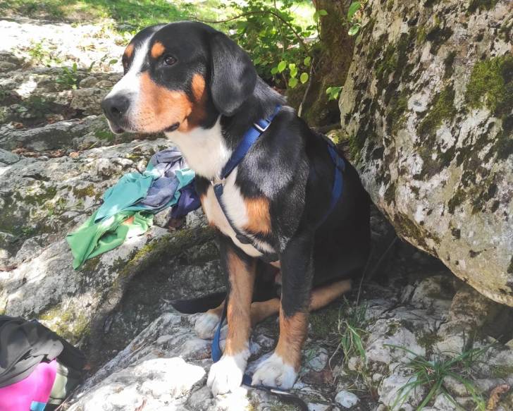 Un Bouvier de l'Entlebuch assis sur des rochers et portant un harnais