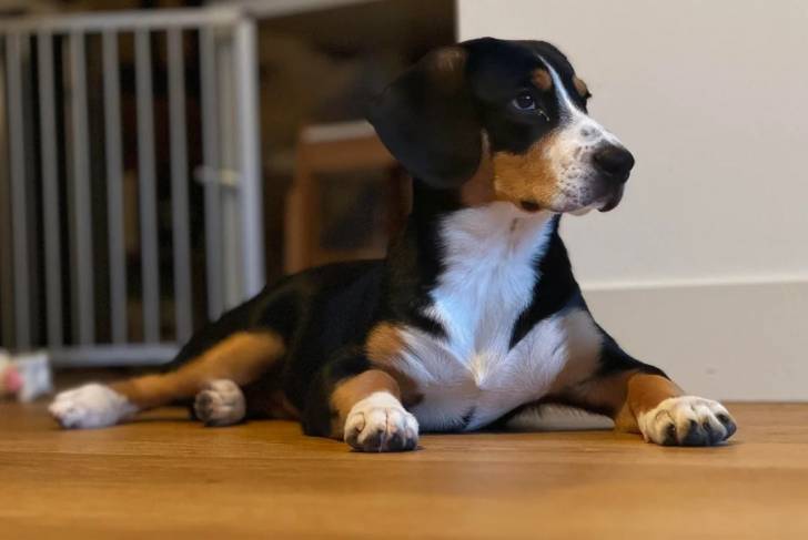 Un Bouvier de l'Entlebuch allongé sur un plancher 