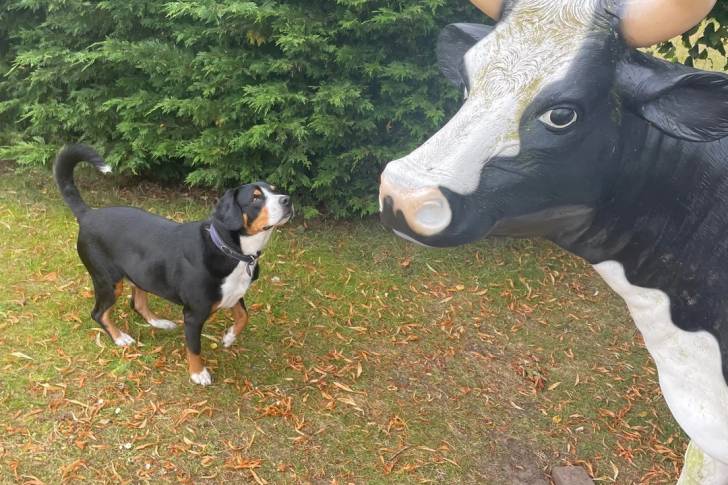 Un Bouvier de l'Entlebuch face à une grande statue de vache