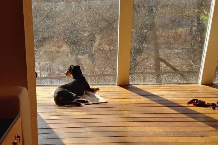 Un Bouvier de l'Entlebuch allongé sur une terrasse en bois 