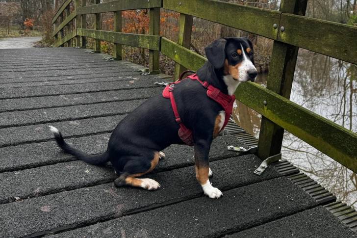 Un Bouvier de l'Entlebuch assis sur un pont en bois et portant un harnais 
