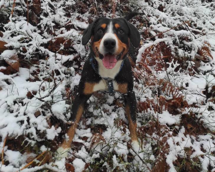 Un Bouvier de l'Entlebuch sur une surface enneigée mélangée à des feuilles et des fougères brunes