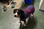 Un Bouvier de l'Entlebuch sur une surface bétonnée et portant un habit pour chien 