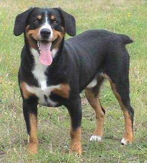 Bouvier de l'Entlebuch - Bouvier de l'Entlebuch