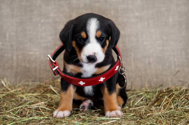 Photo Bouvier de l'Entlebuch
