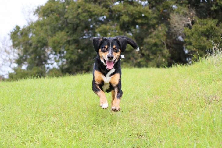 Photo Bouvier de l'Entlebuch