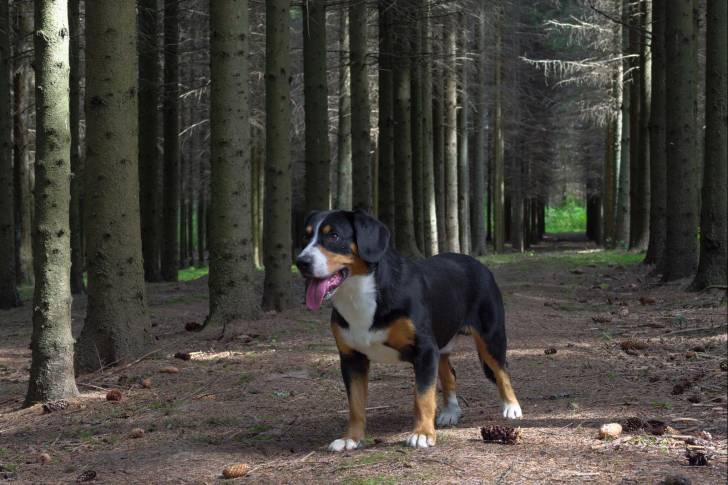 Photo Bouvier de l'Entlebuch