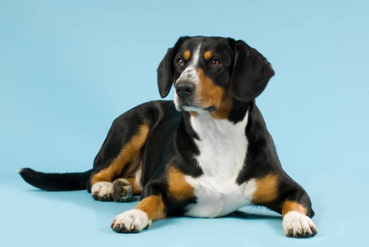 Photo Bouvier de l'Entlebuch