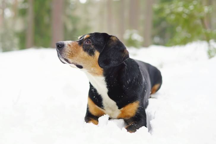 Photo Bouvier de l'Entlebuch