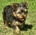 Chips - Yorkshire Terrier Mâle (1 an)