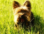 Chewie - Yorkshire Terrier Mâle (4 ans)