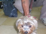 Kesha - Yorkshire Terrier (8 ans)