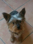 Menzo - Yorkshire Terrier Mâle (7 ans)