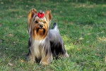 KIRA - Yorkshire Terrier (6 mois)