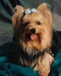 Damita - Yorkshire Terrier (3 ans)