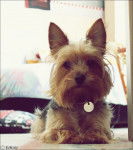 Gipsy - Yorkshire Terrier (1 an)