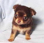 Anuka - Yorkshire Terrier (1 mois)