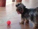 Perla - Yorkshire Terrier (1 an)