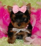 elisabeht - Yorkshire Terrier (1 mois)