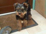 Scotty - Yorkshire Terrier Mâle (1 an)
