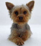 murphy - Yorkshire Terrier Mâle (3 mois)